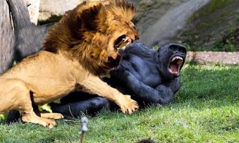Craziest Animals Fights | Classic fight Lion , gorilla attack | Lion, Gorilla, Baboon Big Battle |