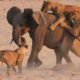 Crazy Animal Fights - Lions vs Elephants || تقاتل مذهل بين الحيوانات البرية - الأسود ضد الفيلة