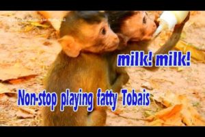 Cries! Cries! Fatty Tobais doesn't let Alba get milk easily! Non stop playing fatty monkey!