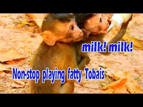 Cries! Cries! Fatty Tobais doesn't let Alba get milk easily! Non stop playing fatty monkey!