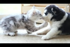 Cute And Funny Puppies And Kittens - Cute Puppies In The World | Cute Dogs And Cats