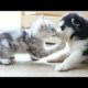 Cute And Funny Puppies And Kittens - Cute Puppies In The World | Cute Dogs And Cats