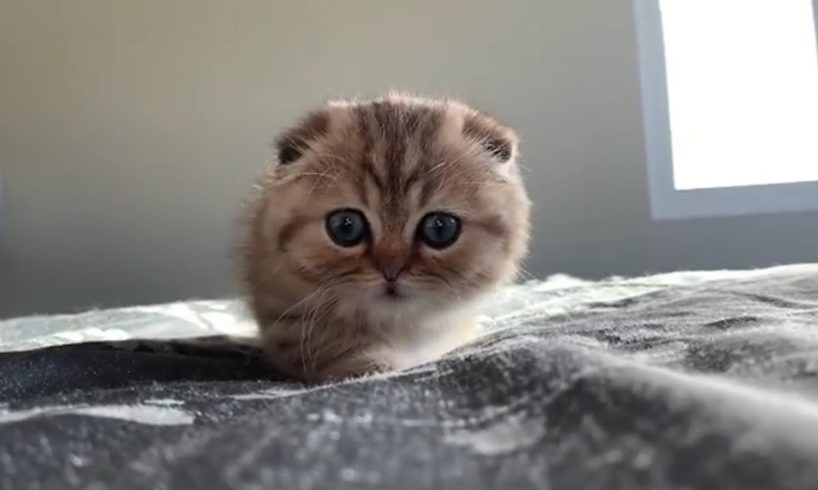 Cute Baby Cats Kittens Playing Funny Video Compilation #CatsKittens 64