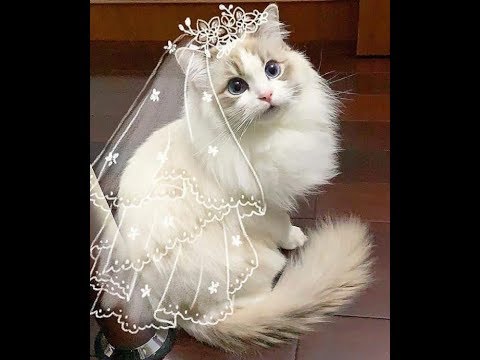 Cute Baby Cats?Funny Compilation Super Cute Cats #40| Funny Clips
