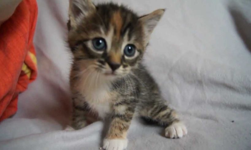 Cute Baby Kitten meows because Mama Cat is not there