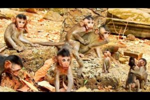 Cute Baby Monkey In Group Amber Monkey, Relax stress With Baby Monkey Playing So Funny