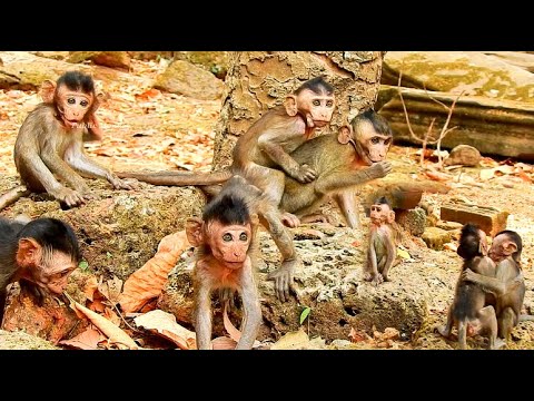 Cute Baby Monkey In Group Amber Monkey, Relax stress With Baby Monkey Playing So Funny