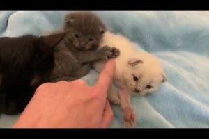 Cute Cat Funny Videos and Eating and Playing Funny Videos and Kittens Funny Videos Cats Comrade