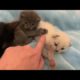 Cute Cat Funny Videos and Eating and Playing Funny Videos and Kittens Funny Videos Cats Comrade