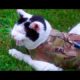 Cute Cat & Bird video| Funny Cat & Bird Animal Friends movie for kids| Happy story & fun music