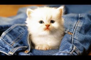 Cute Cats Doing Funny Things 2018 -  Funny and Cute Kitten Cat