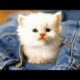 Cute Cats Doing Funny Things 2018 -  Funny and Cute Kitten Cat