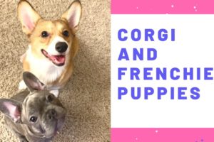 Cute Corgi and French Bulldog puppies play together