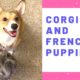 Cute Corgi and French Bulldog puppies play together