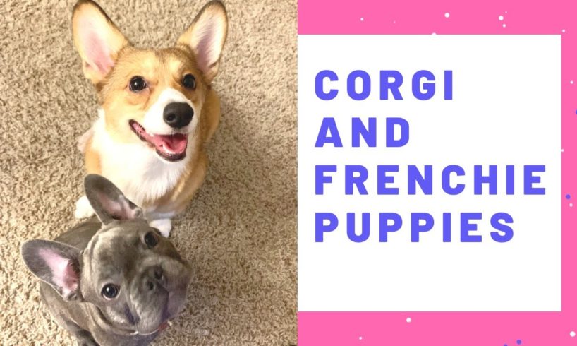 Cute Corgi and French Bulldog puppies play together