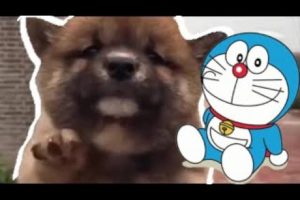 Cute Dog Doraemon | Cute puppies | 2020