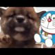 Cute Dog Doraemon | Cute puppies | 2020