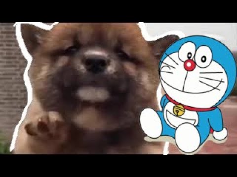 Cute Dog Doraemon | Cute puppies | 2020