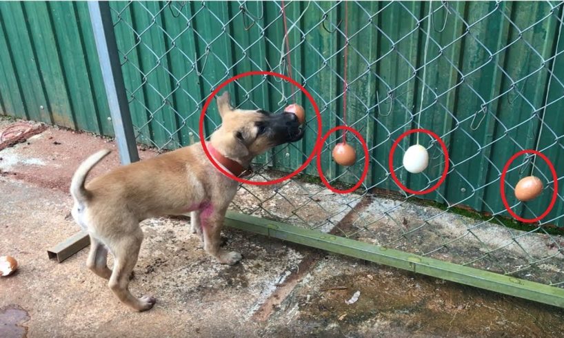 Cute Dogs playing with Egg - cutest puppy