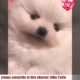 Cute Dogs video collection part_3#Cute puppies#cute puppy##Pets#