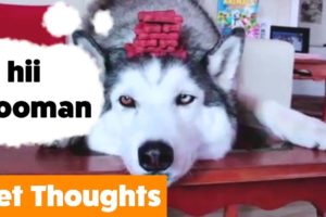 Cute Funny Animals Thoughts | Funny Pet Videos