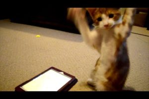 Cute Kitten and ipad