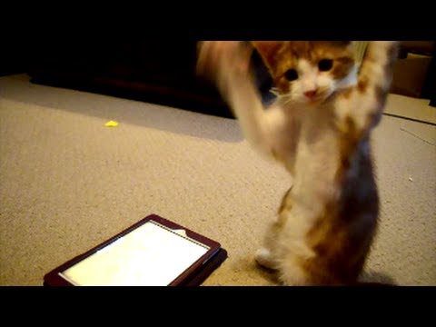 Cute Kitten and ipad