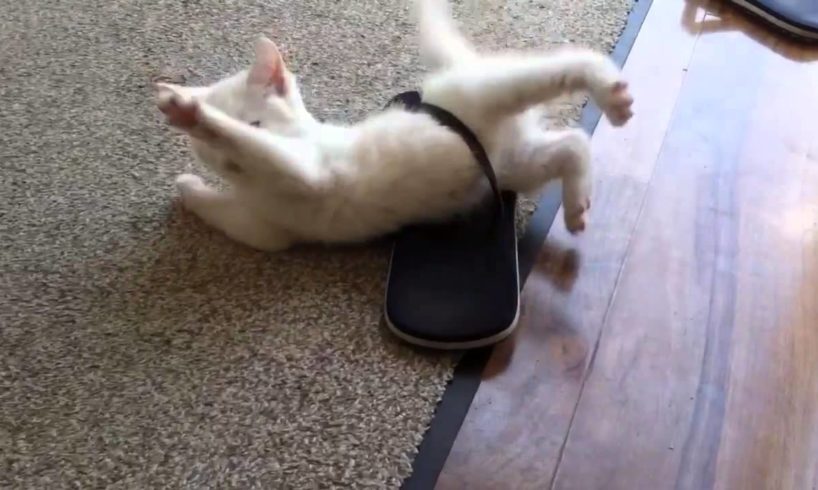 Cute Kitten stuck in a sandal