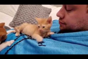 Cute Kittens Eating Funny Videos and Playing Funny Videos and Cats Fighting Videos Cats Comrade