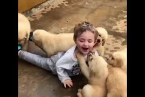 Cute Little Kid Attacked by Cute Puppies