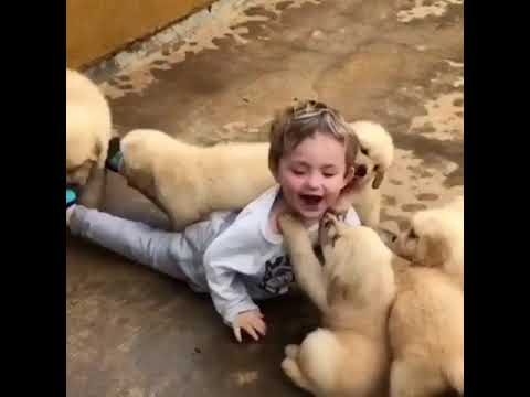 Cute Little Kid Attacked by Cute Puppies