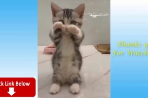 Cute Pets And Funny Animals Compilation #9