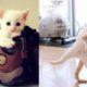 Cute Pets and Funniest Animals compilation #27 | Funny Boost