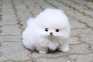 Cute Pomeranian Puppies Videos Compilation 2019 | Cutest and Funny Dogs