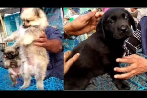 Cute Puppies Are Waiting For You At Galiff Street Pet Market Kolkata