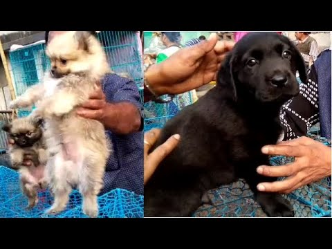 Cute Puppies Are Waiting For You At Galiff Street Pet Market Kolkata