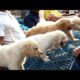 Cute Puppies At Galiff Street Pet Market Kolkata l Largest Pet Market Of India