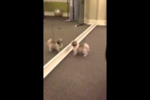 Cute Puppies Chase Themselves