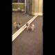 Cute Puppies Chase Themselves
