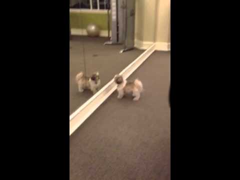 Cute Puppies Chase Themselves