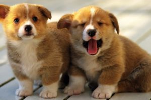 ♥Cute Puppies Doing Funny Things 2020♥ I Cute dogs videos I