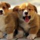 ♥Cute Puppies Doing Funny Things 2020♥ I  Cute dogs videos I