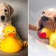 ❤️Cute Puppies Doing Funny Things 2020❤️#8 Baby Animals And Baby Dogs