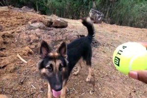 ♥Cute Puppies Doing Funny Things Shadow Dog playing field