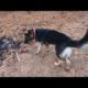 ♥Cute Puppies Doing Funny Things Shadow Dog playing village field