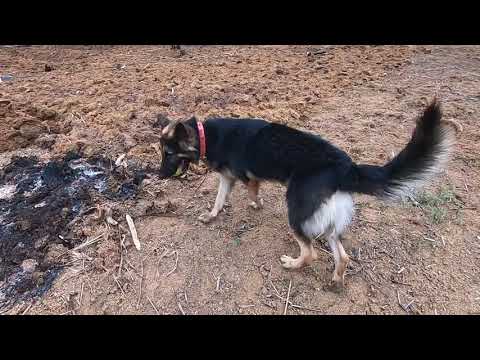 ♥Cute Puppies Doing Funny Things Shadow Dog playing village field