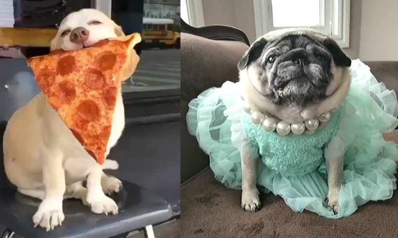 Cute Puppies Doing Funny Things ~ Try Not To Laugh ~ Cute Dogs ~ Best Compilation