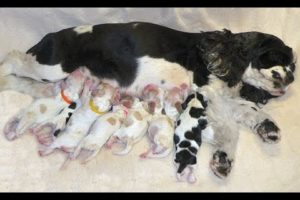 Cute Puppies Drinking Milk for The First Time