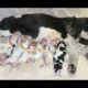 Cute Puppies Drinking Milk for The First Time