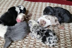 Cute Puppies English Bulldog 1 day old / Exotics Colors